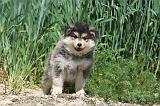 CHIEN FINNOIS DE LAPONIE 619